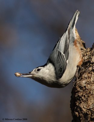 White-breasted Nuthatch (Sitta carolinensis)