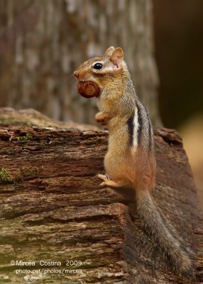 The Eastern Chipmunk (Tamias striatus)