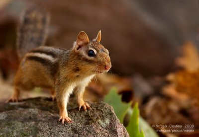 The Eastern Chipmunk (Tamias striatus)