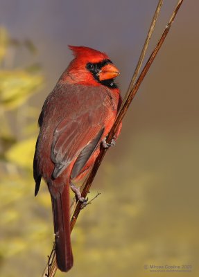 Northern Cardinal (Cardinalis cardinalis)