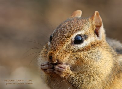 The Eastern Chipmunk (Tamias striatus)