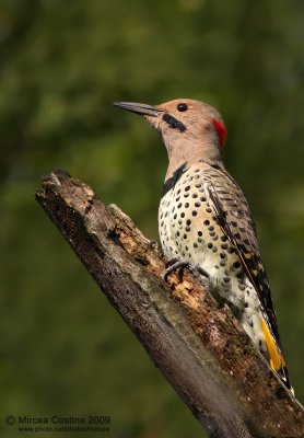 Northern flicker (Colaptes auratus)