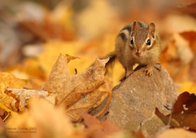 Eastern Chipmunk (Tamias striatus)