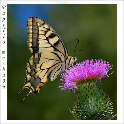 Papilio-machaon-jpg
