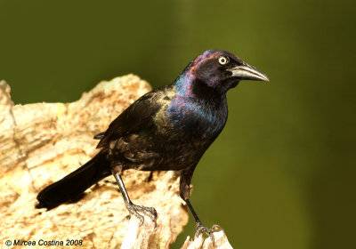 Grackle