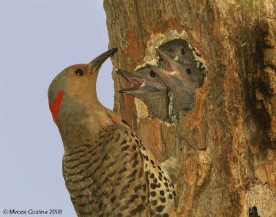 Northern flicker (Colaptes auratus)