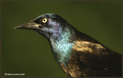 Common Grackle ( Quiscalus quiscala )