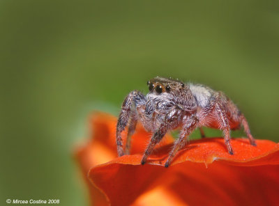 Jumping spider (Salticidae f.)