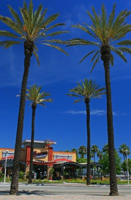 four palms