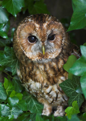 Little Owl