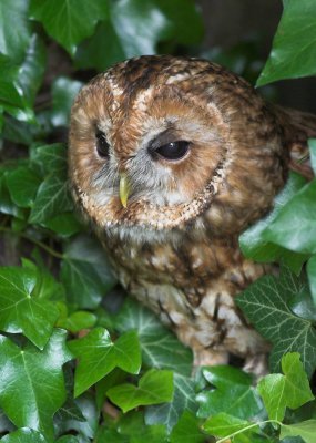 Little Owl