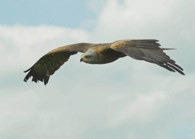 Black Kite