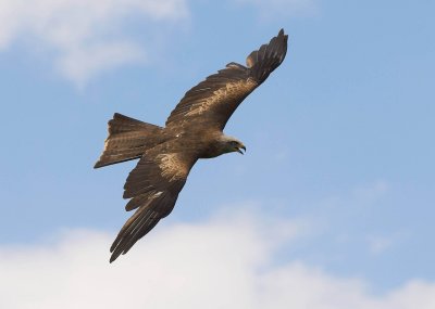 Black Kite