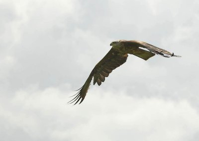 Black Kite