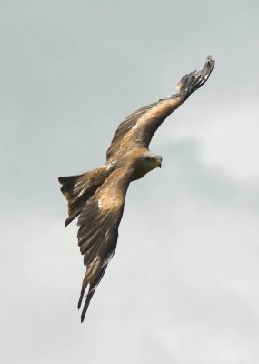 Black Kite