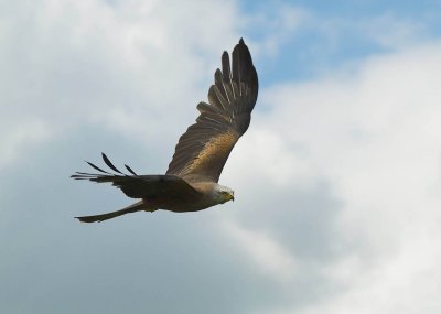 Black Kite