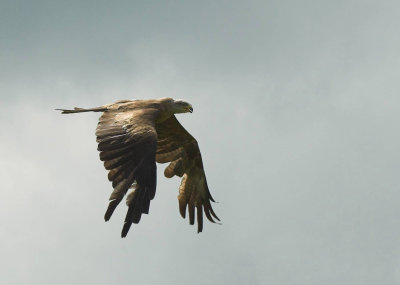 Black Kite