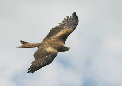 Black Kite