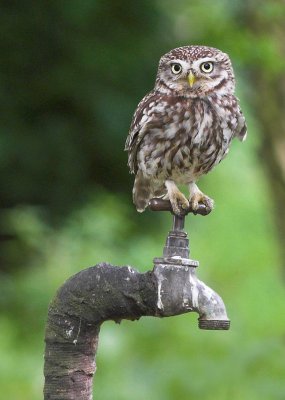 Little Owl
