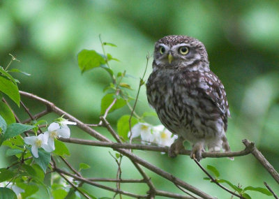 Little Owl