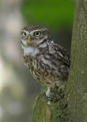 Little Owl