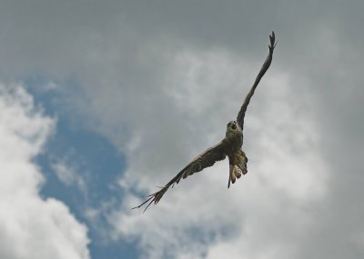 Black Kite