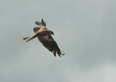 Black Kite