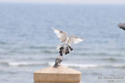 Bird 115 - Pigeons at beach.jpg