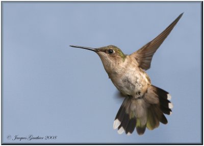 Colibri  gorge rubis ( Ruby-throated Hummingbird )