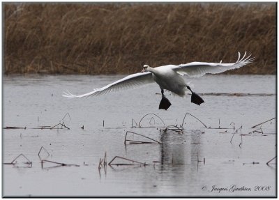 Cygne tuberculé ( Mute Swan )
