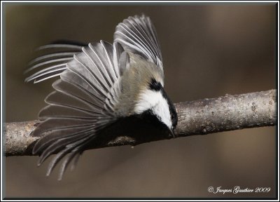 Mésange à tête noire ( Black-capped Chickadee )