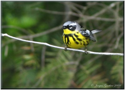 Paruline à tête cendrée ( Magnolia Warbler )