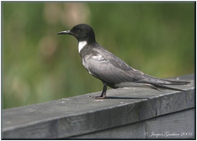 Guifette noire ( Black Tern )