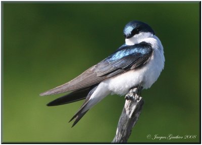 Hirondelle bicolore ( Tree Swallow )