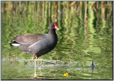 Gallinule poule-d'eau ( Common Moorhen )