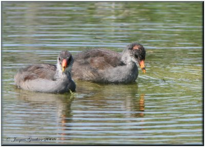 Gallinule poule-d'eau ( Common Moorhen )