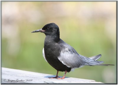 Guifette noire ( Black Tern )