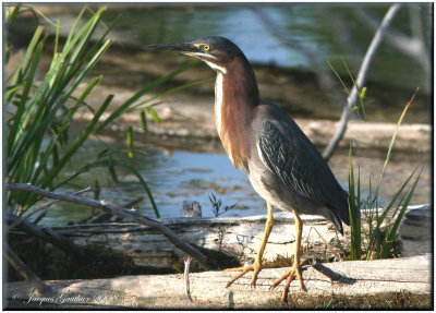 Hron vert ( Green Heron )