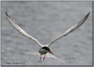Sterne pierregarin ( Common Tern )