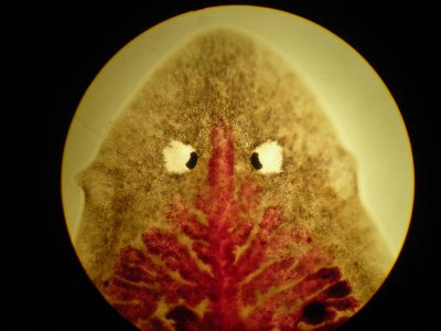 Platyhelminthes (Fladorme)