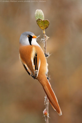 Bearded Reedling