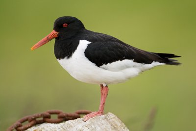 Oystercatcher