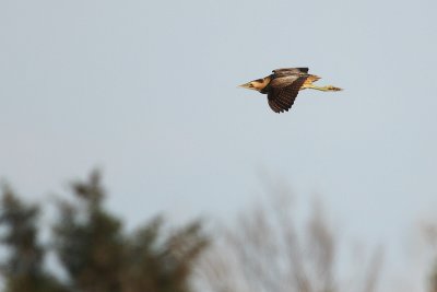 IMG_9592.jpg
