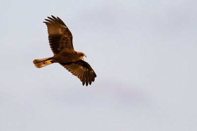 IMG_9861.jpg