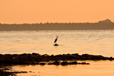 Heron at the Bay of Puck
