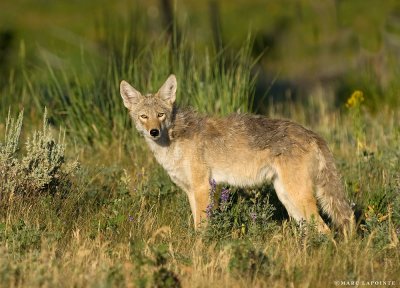 Coyote/Coyote