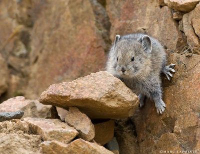 Pika/Pika
