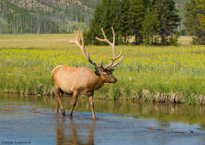 Wapiti/Wapiti