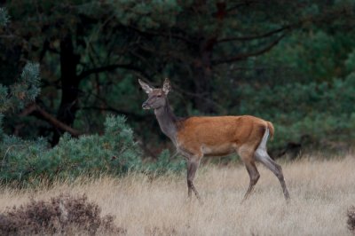 Edelhert/Red Deer