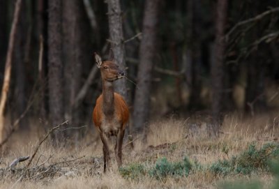 Edelhert/Red Deer
